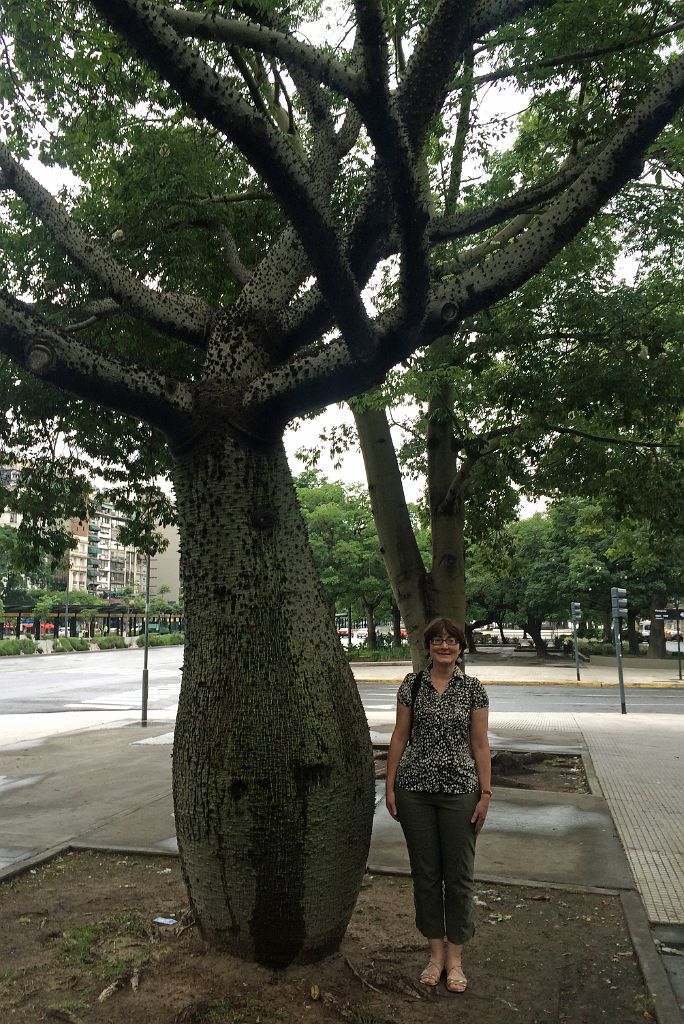 05 Palo Borracho Bottle Tree On Avenida 9 de Julio Avenue Buenos Aires